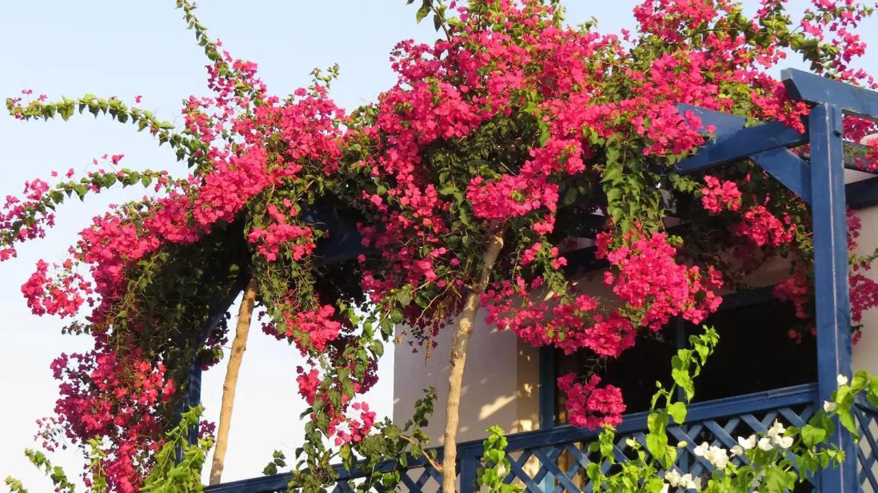 Paphos Banana Sunset Villas מראה חיצוני תמונה